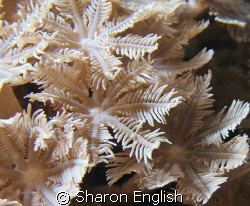 Is a love of soft coral level with  a love of bird watchi... by Sharon English 